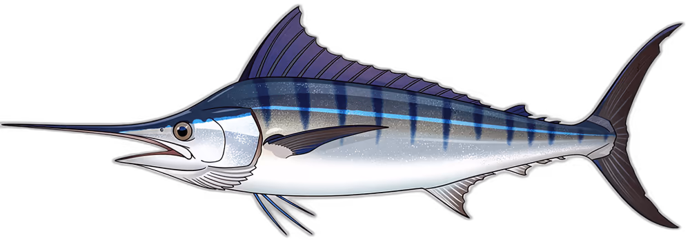 Gestreifter Marlin