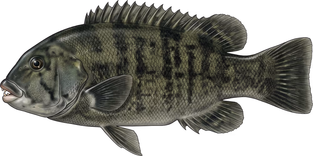 Schwarzfisch