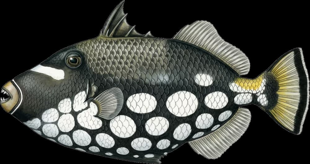 Drückerfisch
