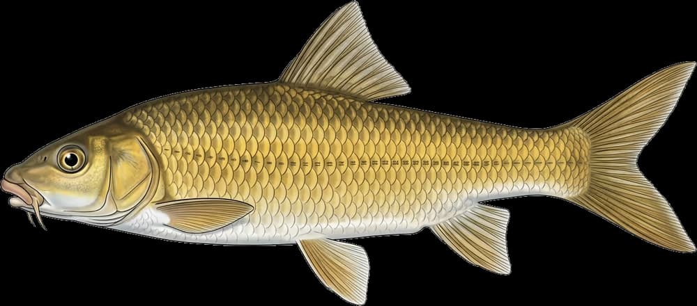 Gelbfisch