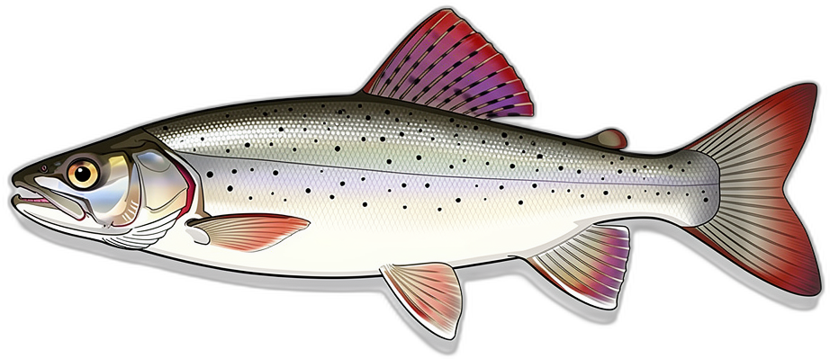 Grayling