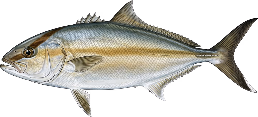 Ricciola