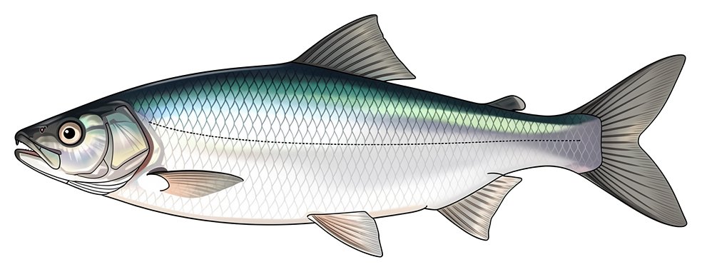 American Shad