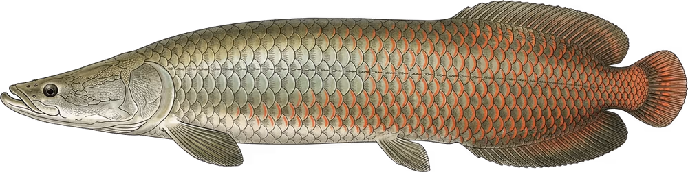 Arapaima