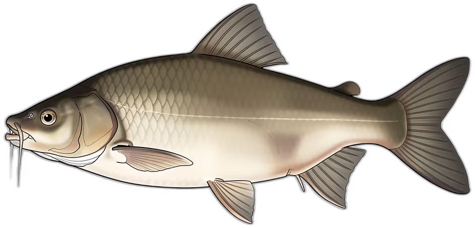 Barbo