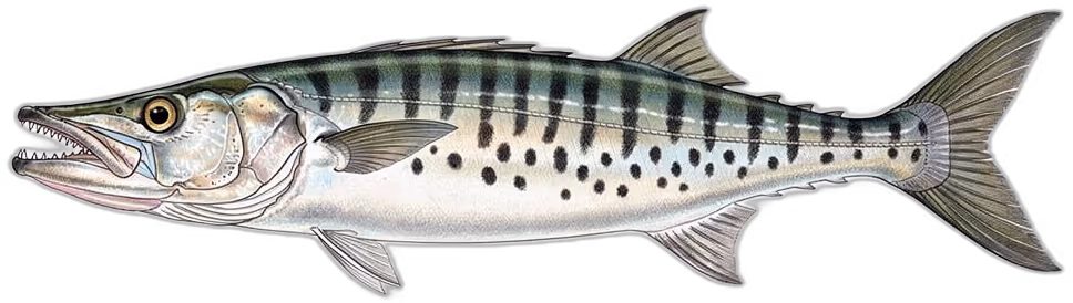 Barracuda