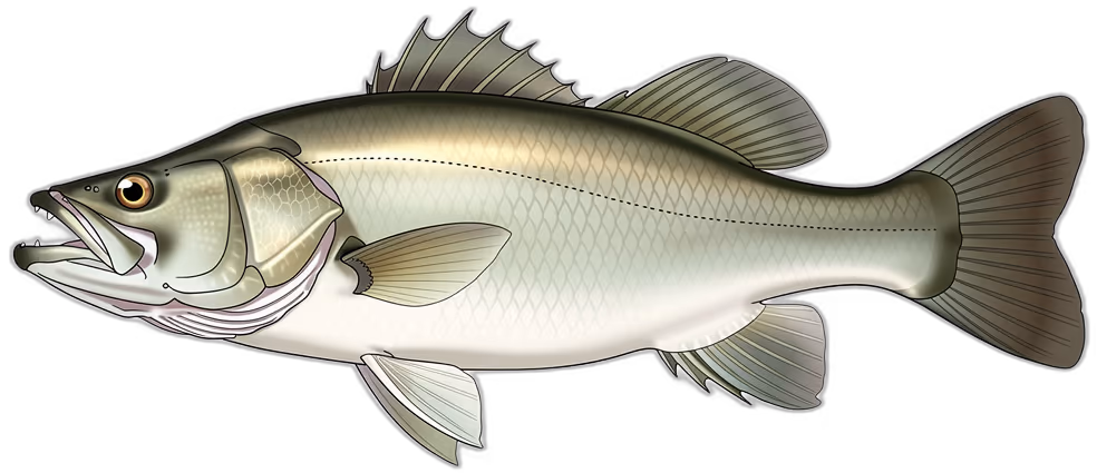 Barramundi