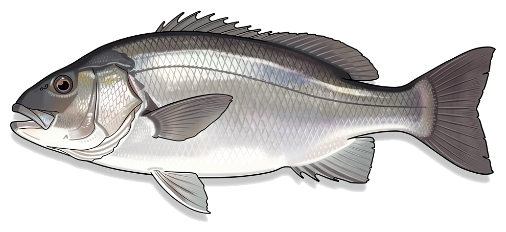 Black Drum