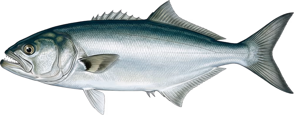 Bluefish