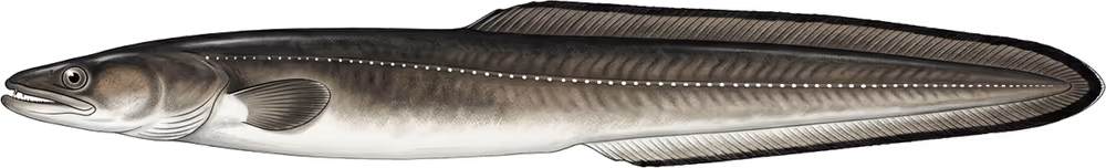 Congro