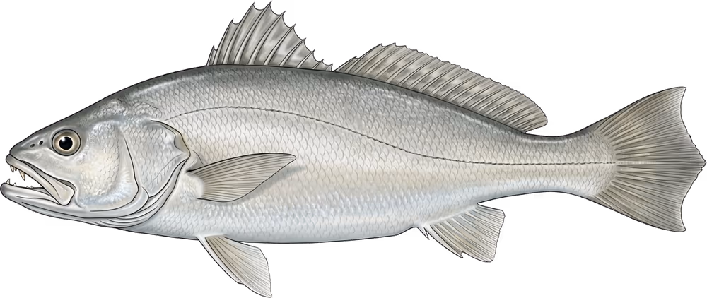 Corvina