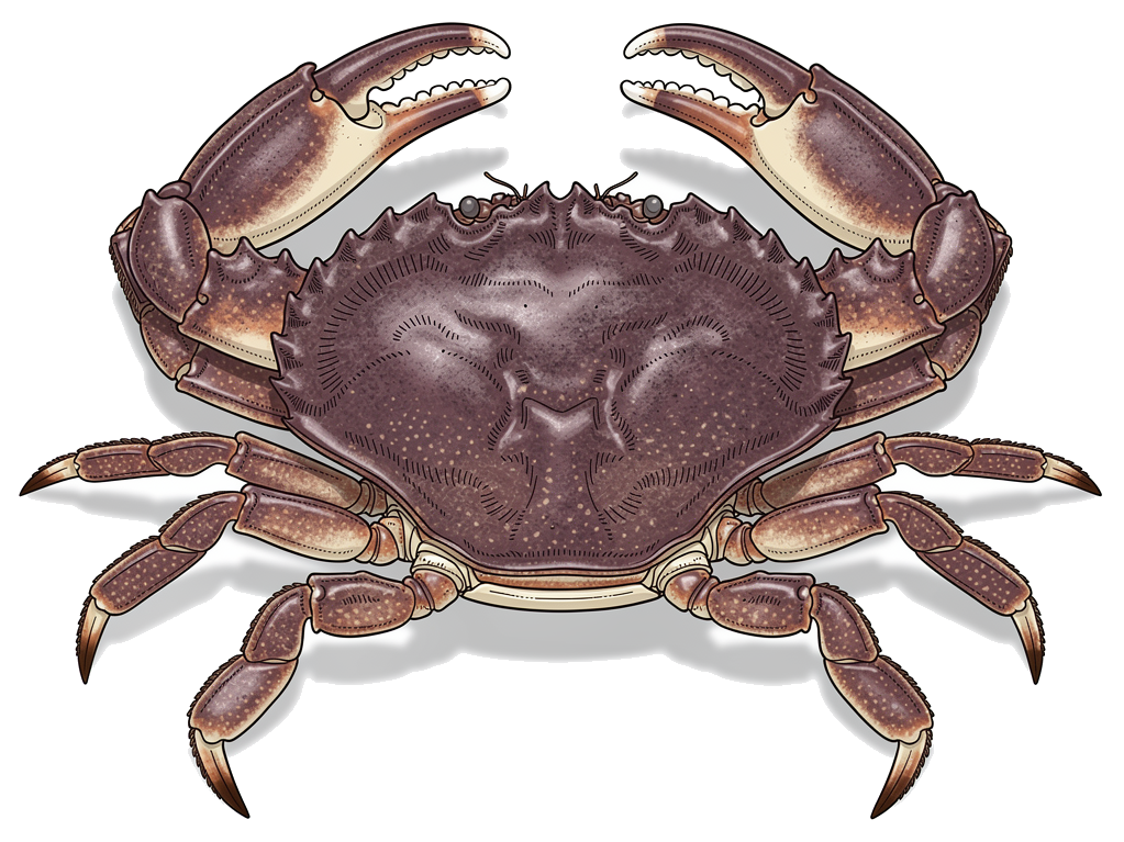 Dungeness Crab
