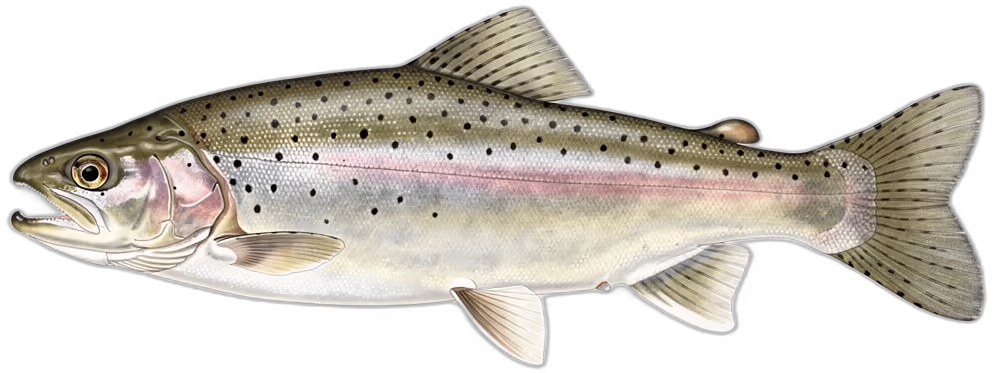 Pstrąg śnieżny (Schizothorax)