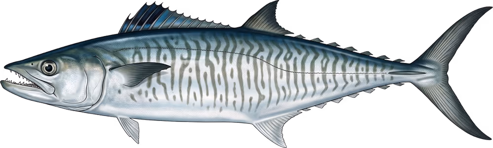 Makrela indopacyficzna