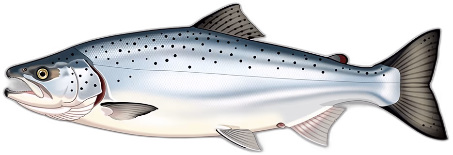Salmone