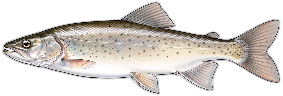 Lenok (Sibirische Forelle)
