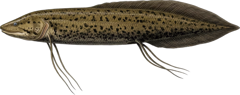 Peixe pulmonado