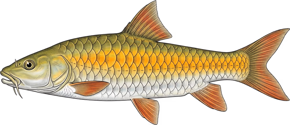 Mahseer