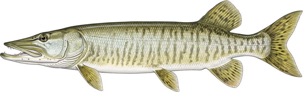 Muskellunge