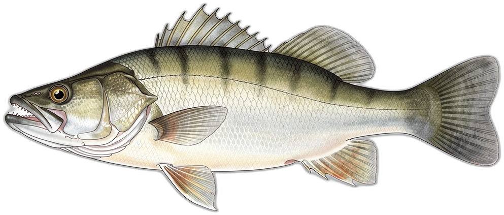 Nile Perch
