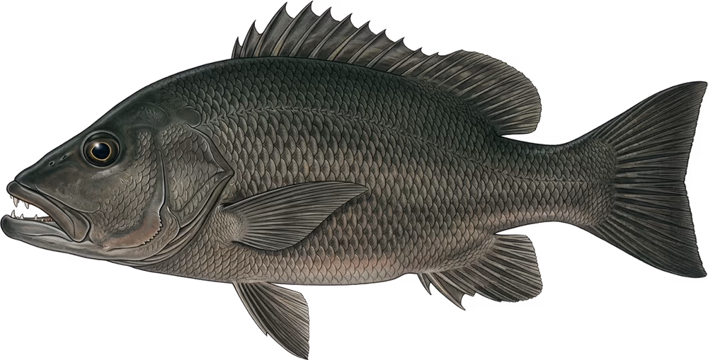 Papua Black Bass