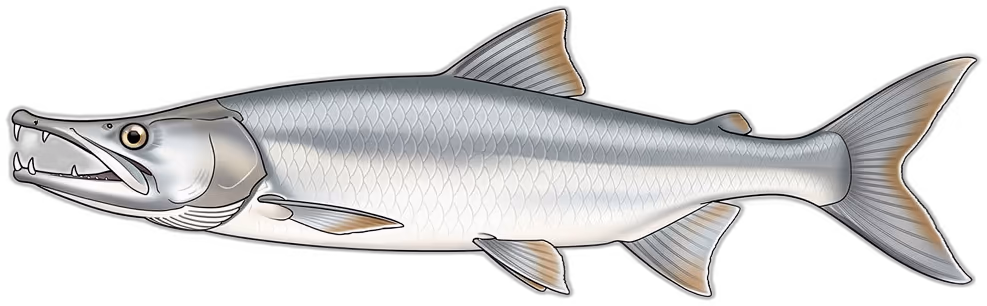 Payara