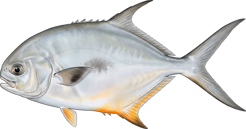 Permit