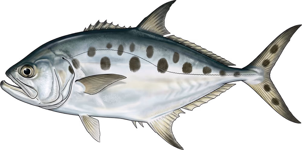 Sauteur queenfish