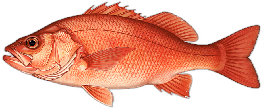 Bass czerwony