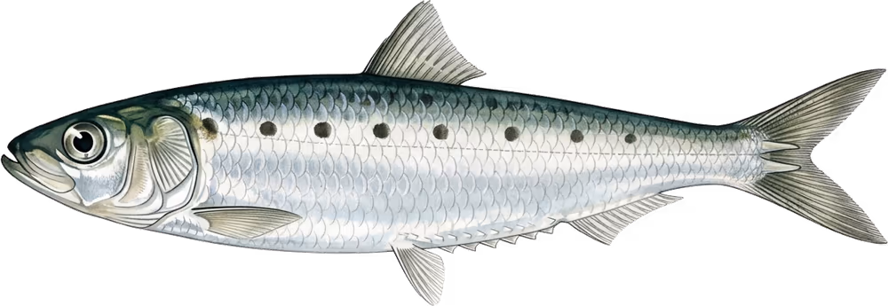 Sardina