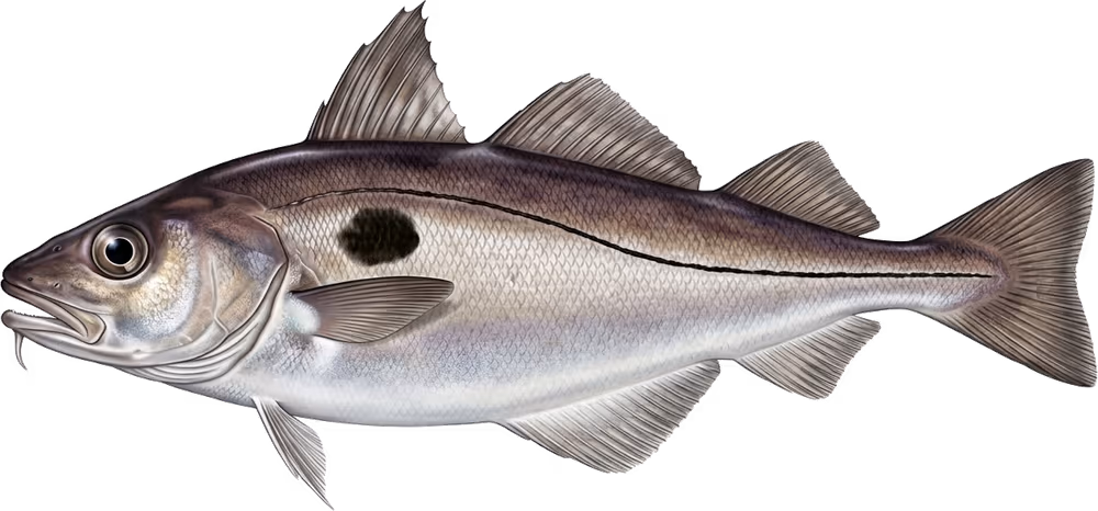 Haddock