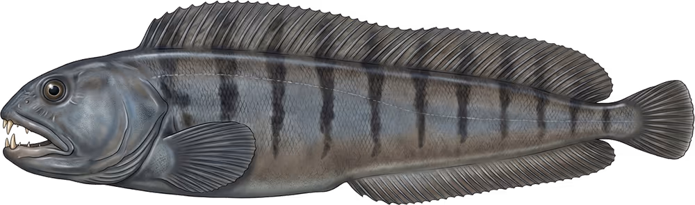 Wolffish