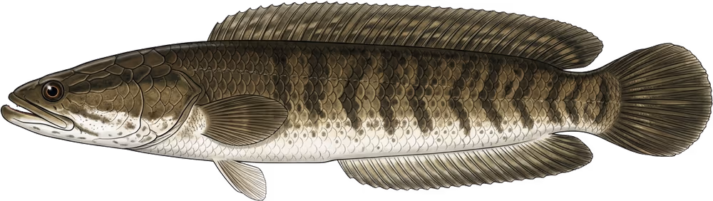 Cabeça-de-cobra