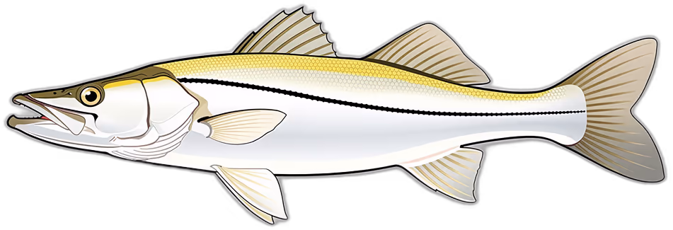 Snook