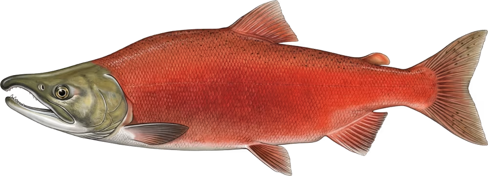 Нерка