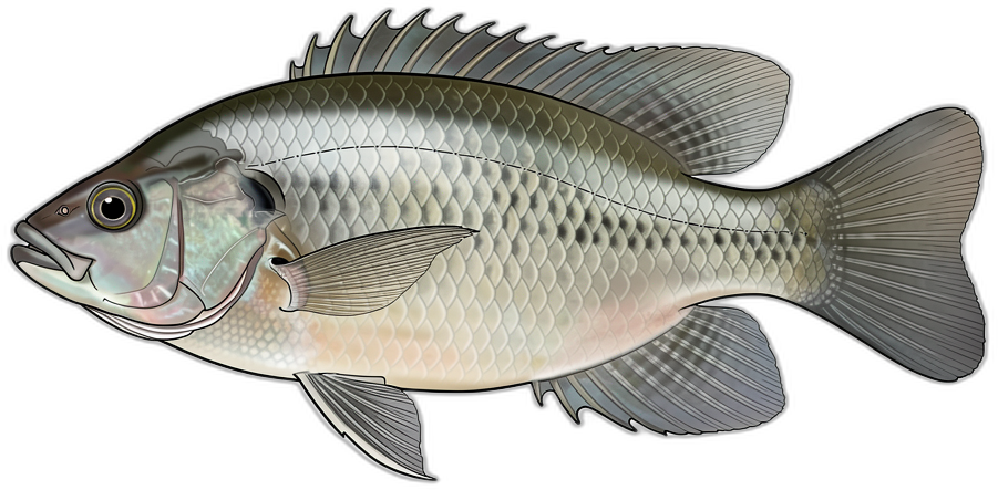 Tilapia