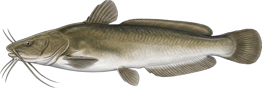 Pesce gatto vundu