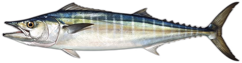 Wahoo