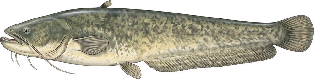Siluro