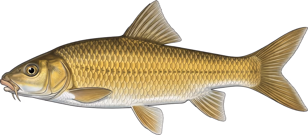 Peixe amarelo
